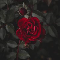 Kundenservice - Sales - Personalvermittlung  | Virtueller Assistent