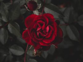 Kundenservice - Sales - Personalvermittlung 