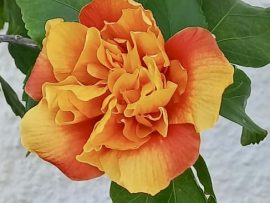 Rohstoff- und Energieberater, Textgestalter und Lektor